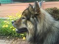filou (32)